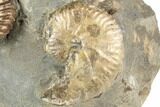 Fossil Ammonites (Discoscaphites & Jeletzkytes) - South Dakota #189341-3
